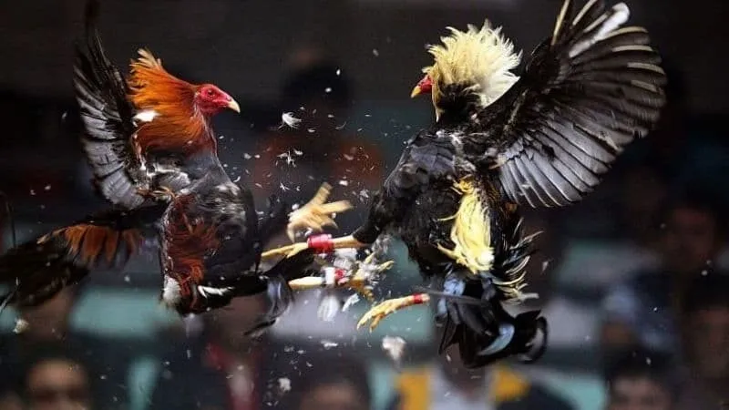 Giới thiệu về đá gà cựa sắt