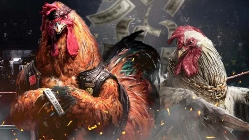 Luật chơi và cách tổ chức trận đá gà cựa sắt
