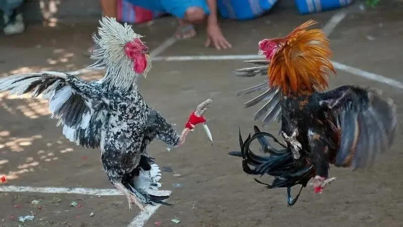 Lý do đá gà cựa sắt được ưa chuộng
