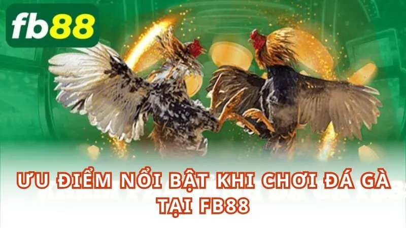Ưu điểm nổi bật khi chơi đá gà tại FB88