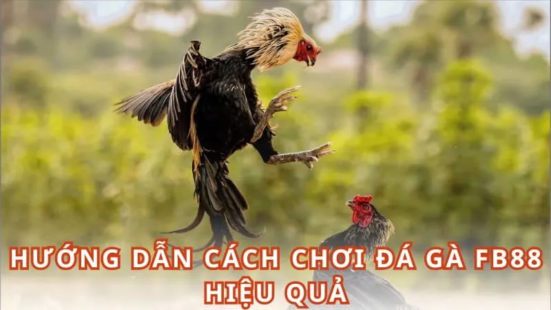 Hướng dẫn cách chơi đá gà FB88 hiệu quả