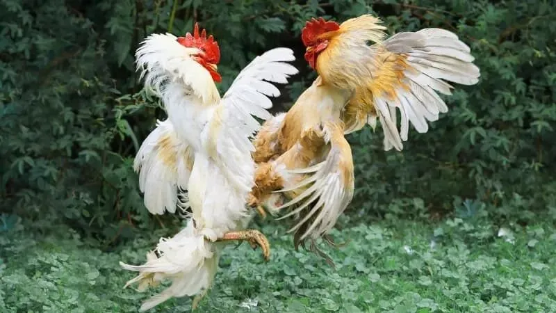 Giới thiệu chung về thuật ngữ đá gà