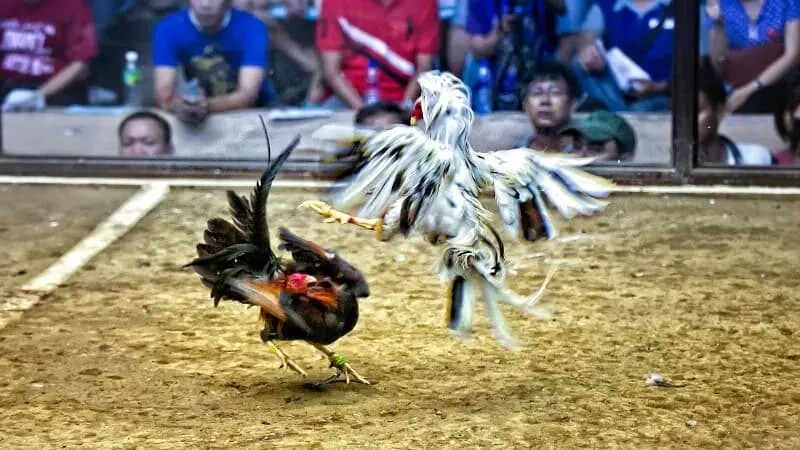 Các thuật ngữ về trận đấu đá gà