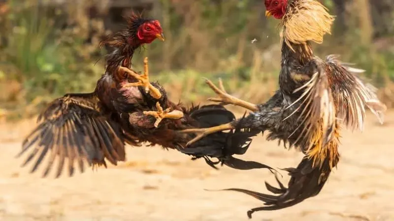 Thuật ngữ về giống gà và đặc điểm